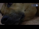 В Колпинском районе стартовал уникальный молодежный проект «Друг Собака Колпино»