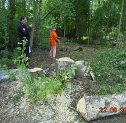 Петербуржец заплатил 312 тысяч рублей за срубленные у забора дома деревья