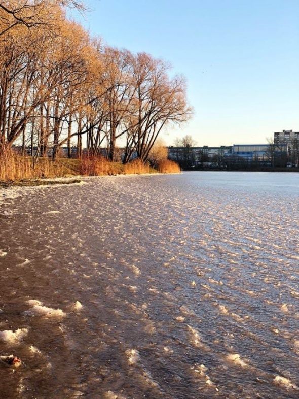 Река Ижора попала в ледяной плен