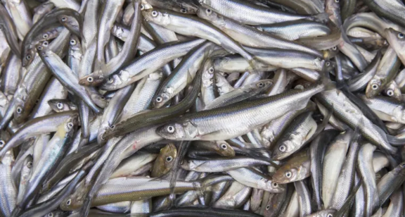 Рыбаки добыли на Ладоге более 680 тонн корюшки