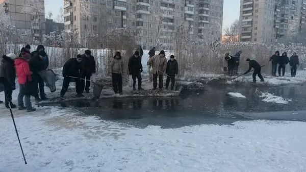 Колпинцы продолжают ловить дохлую рыбу в канализационных стоках (фото) 