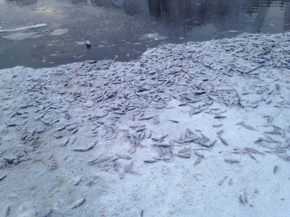 Эксперты взяли пробу воды из Ижоры после массовой гибели рыбы