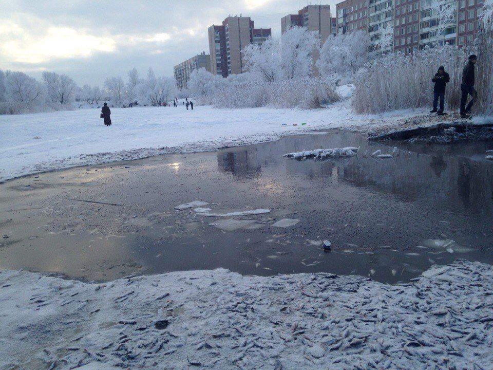 Эксперты взяли пробу воды из Ижоры после массовой гибели рыбы