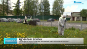 В Колпинском районе усиливают борьбу с борщевиком