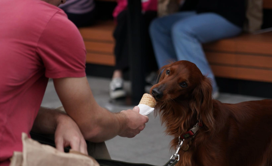 В ГД выступили против введения запрета на посещение кафе с собакой