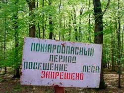 В&nbsp;Ленинградской области введено ограничение на&nbsp;посещение лесов