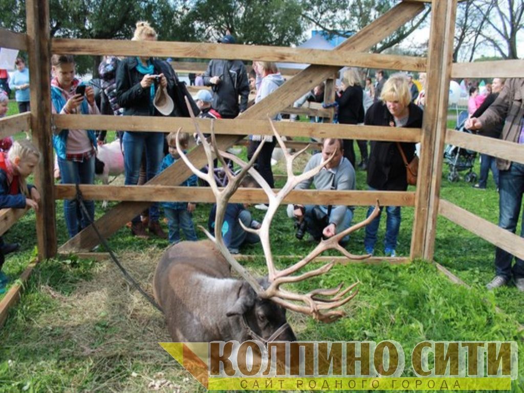 День Города Колпино-2014 подробно (необычные гости) День Города Колпино-2014 подробно (необычные гости)