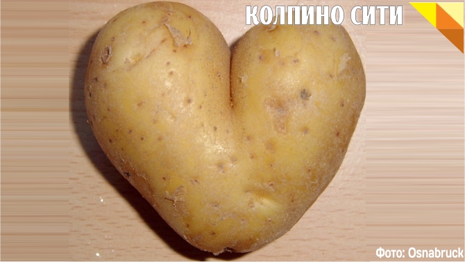 Gazeta Wyborcza назвала картошку истинным союзником России