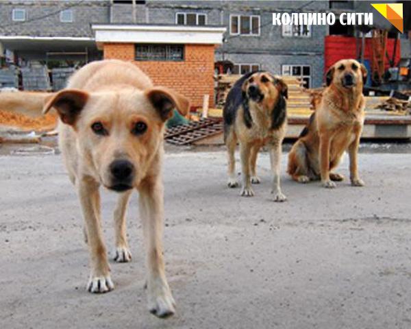 Прокуратура Колпинского района организовала проверку по сообщению о стае бездомных собак, находящихся вблизи детского образовательного учреждения