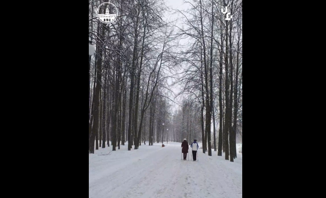 В Колпинском парке на Чухонке проводят санитарную рубку деревьев