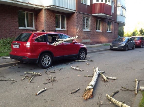 Ветер повалил за выходные в Петербурге 100 деревьев Ветер повалил за выходные в Петербурге 100 деревьев
