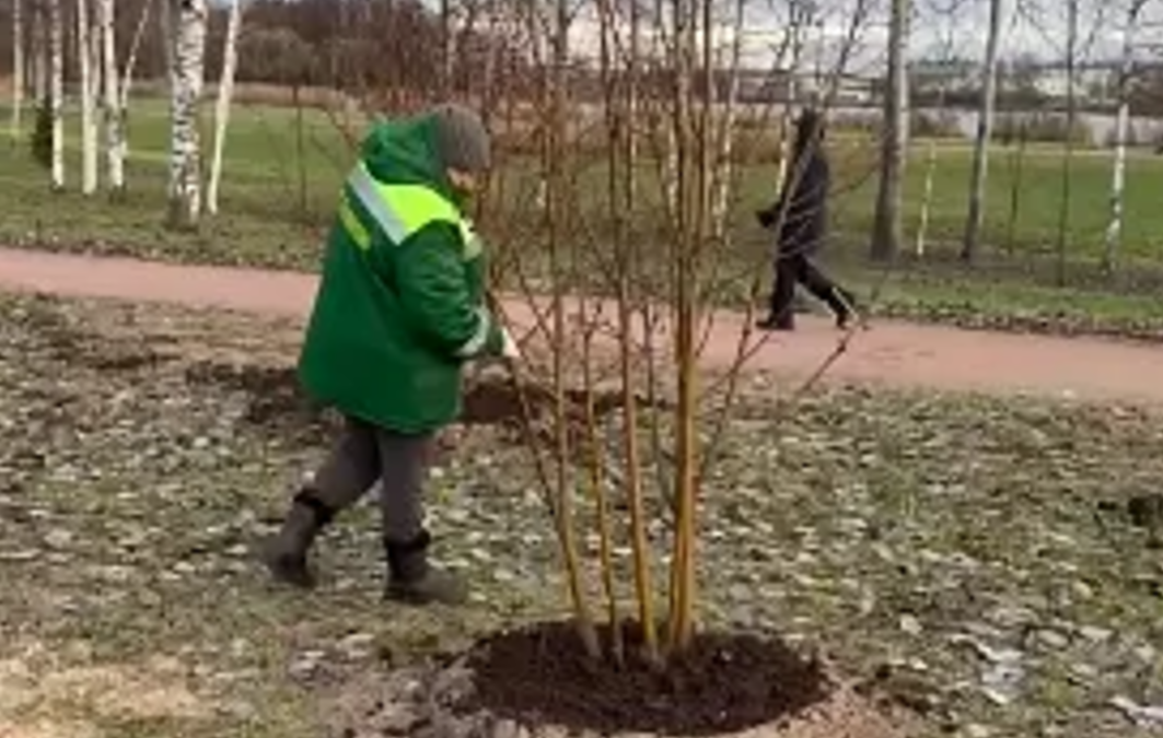 В Колпинском районе готовят к зиме деревья и кустарники