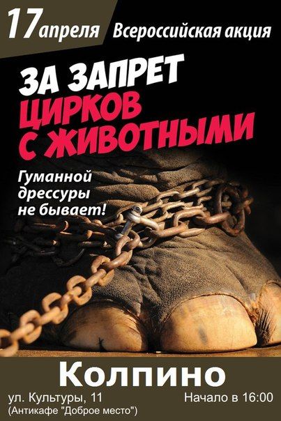 Колпино примет участие во Всероссийской акции «ЗА цирк БЕЗ жестокости – ЗА цирк БЕЗ животных!» 