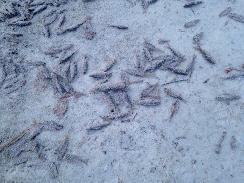 Эксперты взяли пробу воды из Ижоры после массовой гибели рыбы