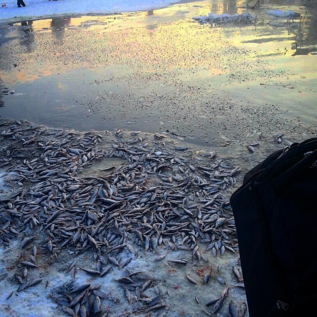 Замор водоема. Замор рыбы в Колпино 2016 год. Замор рыбы. Зимний замор. Замор рыбалка.