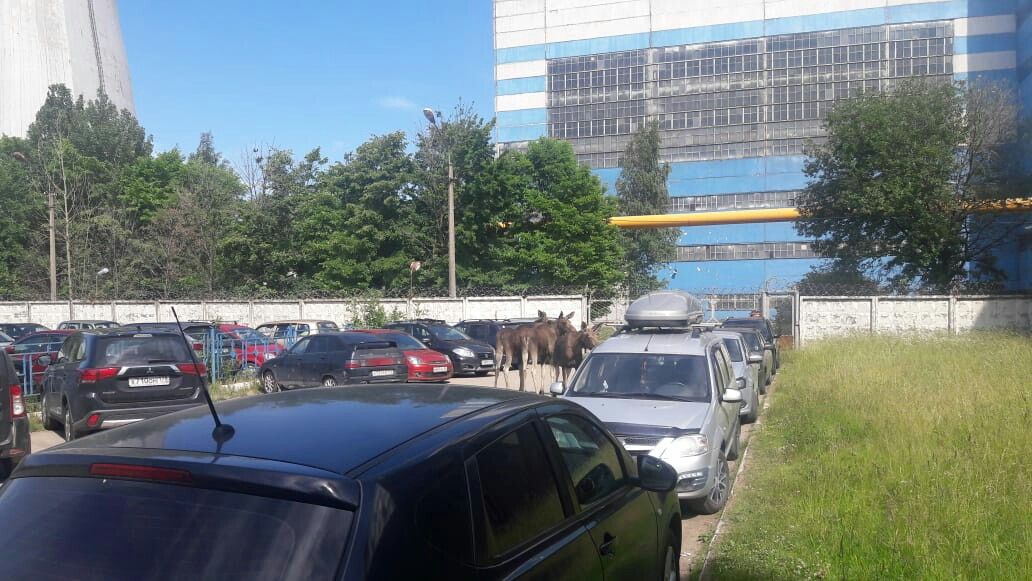 В Петербурге Южную ТЭЦ посетили молодые лоси