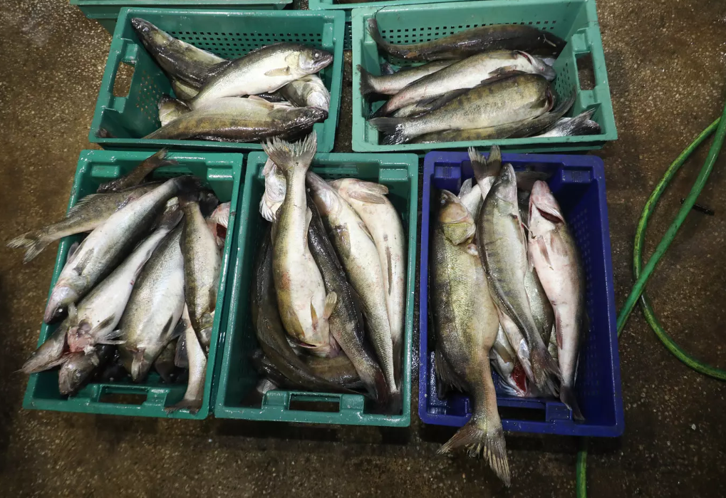 Колпинцев предупредили об опасности покупки продуктов «с земли»