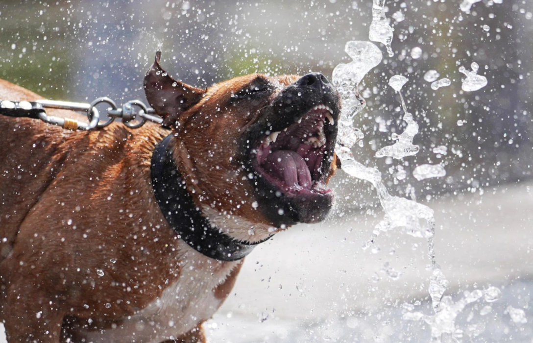 В РФ хотят обязать хозяев опасных собак приобретать страховки
