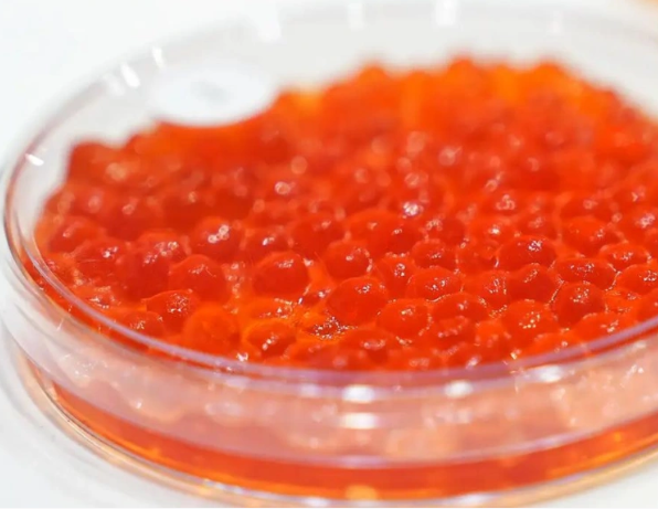 Мошенники перед Новым годом запустили фейковые интернет-магазины красной икры