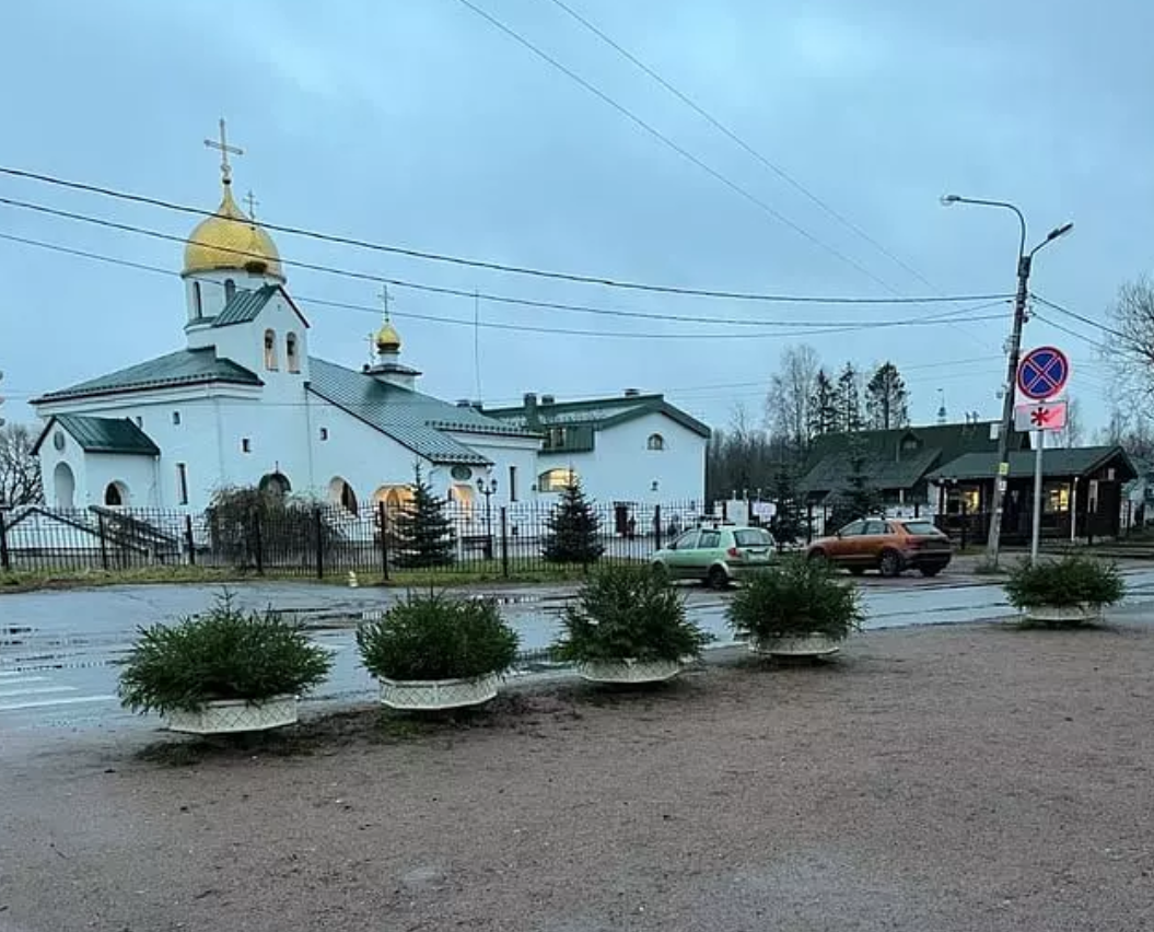 В Кировском и Колпинском районах в цветочные вазоны установили хвойные композиции