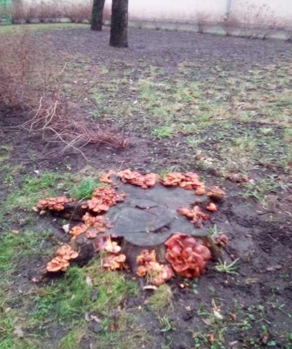 На&nbsp;Невском проспекте в&nbsp;январе выросли грибы