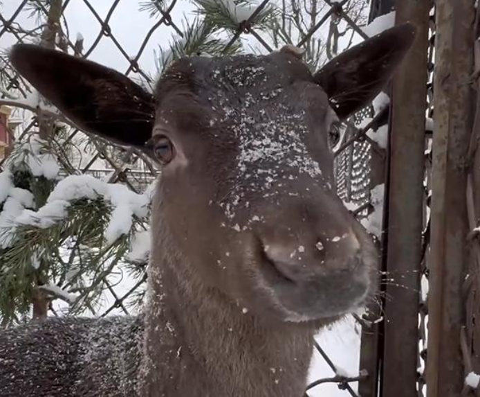 Самец европейской лани поселился в Ленинградском зоопарке