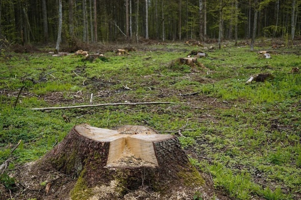 В&nbsp;Ленобласти сократилась незаконная вырубка леса