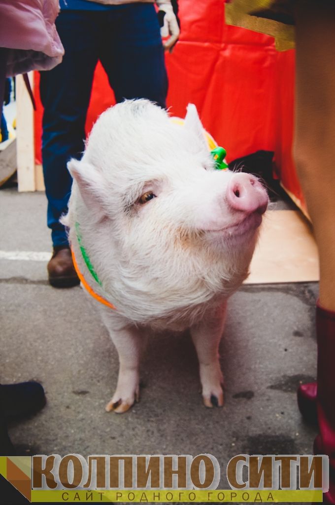 Широкая масленица