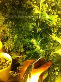 Петербургский УФСКН ликвидировал в колпинском районе две лаборатории по выращиванию марихуаны