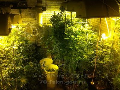 Петербургский УФСКН ликвидировал в колпинском районе две лаборатории по выращиванию марихуаны