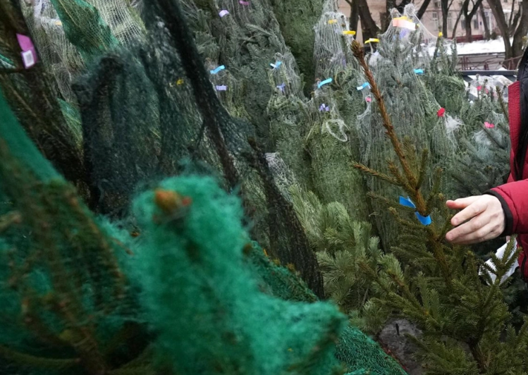 Около 70 ёлочных базаров начнут работать в Петербурге с 20 декабря