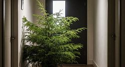 За елку, оставленную в подъезде оштрафуют на 15 тысяч рублей