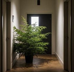 За елку, оставленную в подъезде оштрафуют на 15 тысяч рублей