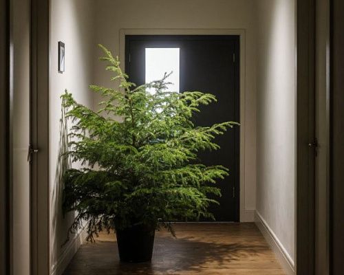 За елку, оставленную в подъезде оштрафуют на 15 тысяч рублей