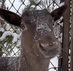 Самец европейской лани поселился в Ленинградском зоопарке