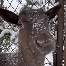Самец европейской лани поселился в Ленинградском зоопарке