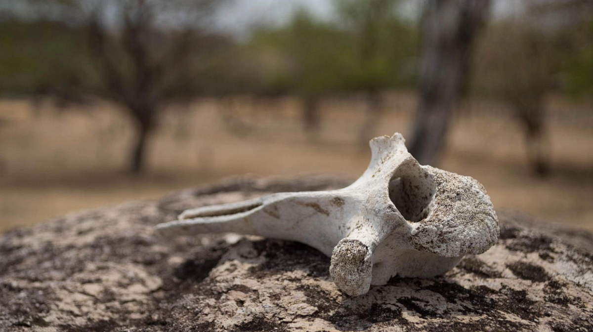 Палеонтологи обнаружили новый вид вымершего гигантского медведя