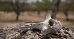 Палеонтологи обнаружили новый вид вымершего гигантского медведя