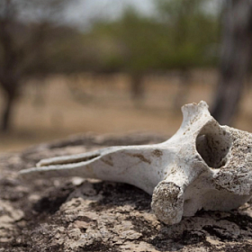 Палеонтологи обнаружили новый вид вымершего гигантского медведя
