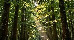 Россиянам напомнили о периоде активности клещей