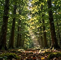 Россиянам напомнили о периоде активности клещей