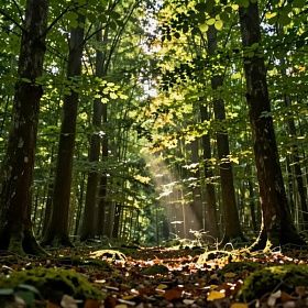 Россиянам напомнили о периоде активности клещей Россиянам напомнили о периоде активности клещей