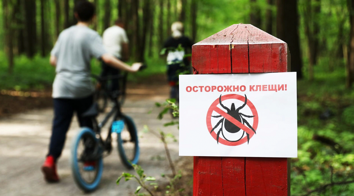 В Петербурге и Ленобласти от клещей за неделю пострадали более 1000 человек
