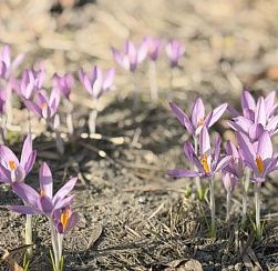 Городской сад и Троицкий сад в Колпино закрываются на весеннюю просушку