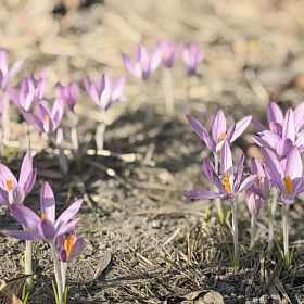 Городской сад и Троицкий сад в Колпино закрываются на весеннюю просушку