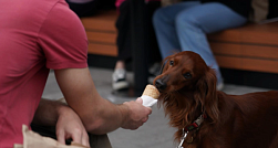 В ГД выступили против введения запрета на посещение кафе с собакой