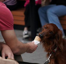 В ГД выступили против введения запрета на посещение кафе с собакой