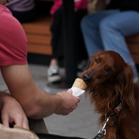 В ГД выступили против введения запрета на посещение кафе с собакой