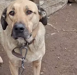 Детские сады и школы Колпинского района собрали корм для приютов животных