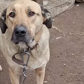 Детские сады и школы Колпинского района собрали корм для приютов животных